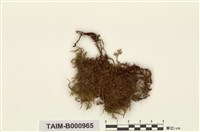 藏品(樹狀美喙苔)的圖片